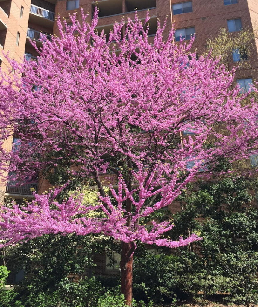 red bud tree