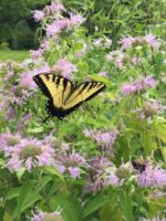 A clump of Monarda fistulosa (Wild Bergamot) verticillasters with pink-lavender bilabiate flowers and lime green leaves visited by a yellow and black eastern tiger swallowtail butterfly