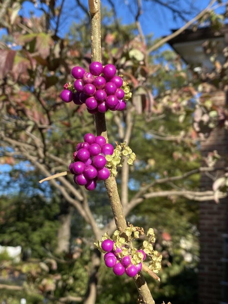 Callicarpa americana (American Beauty-berry) fruit in November