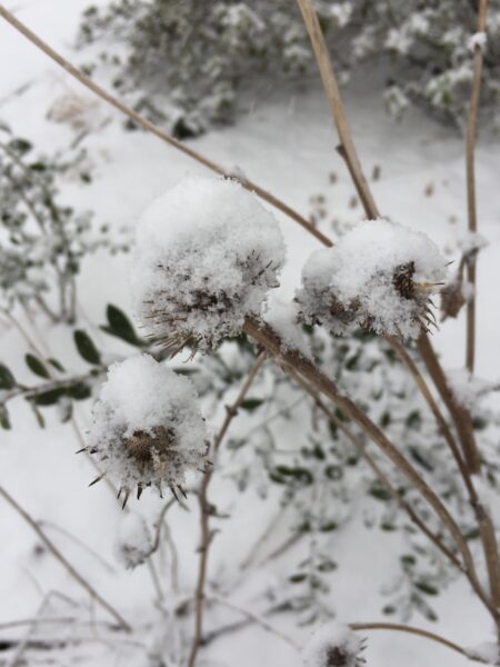 Snow on purple coneflower