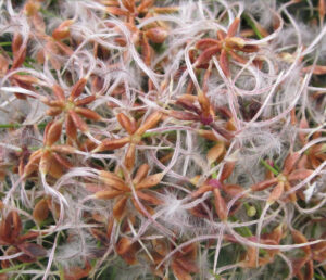 Aggregates of achenes of invasive Clematis terniflora