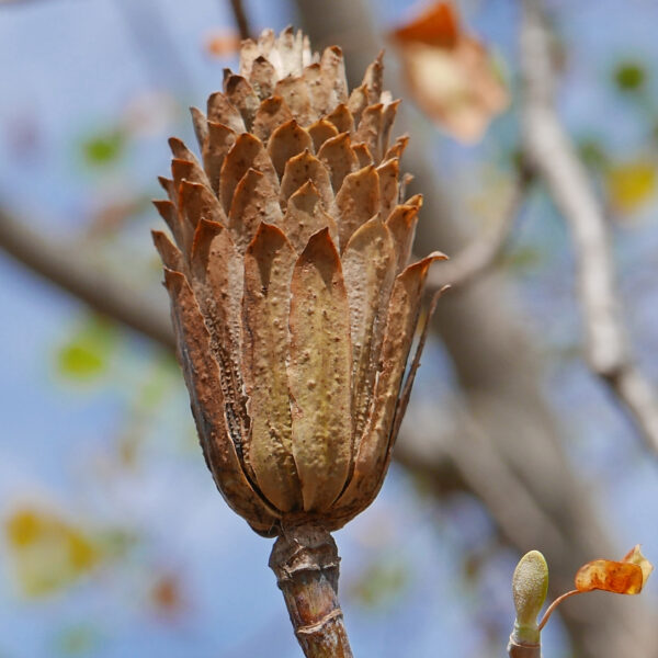 Aggregated winged achenes (samaras) of native Liriodendron tulipifera (tuliptree)