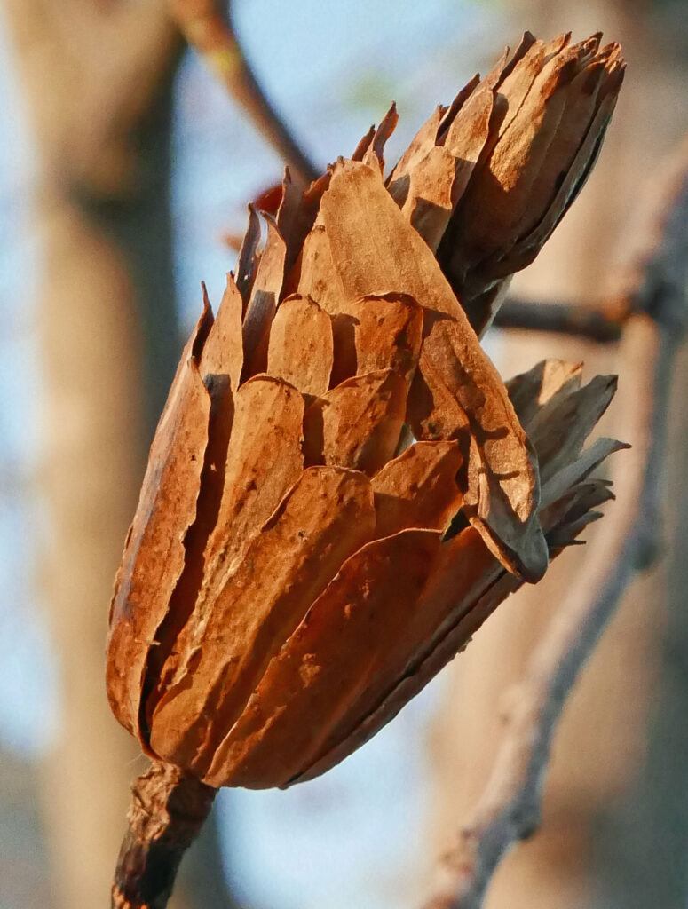 Aggregated winged achenes (samaras) of native Liriodendron tulipifera