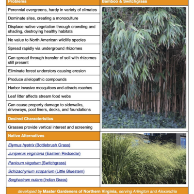 Table from Bamboo Factsheet