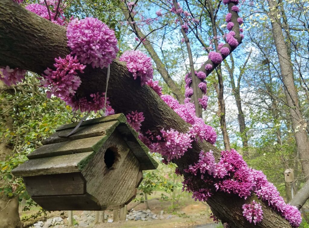 The distichous arrangement of flower clusters along the mature branches of Cercis canadensis (eastern redbud)