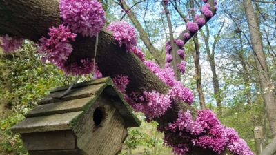 Cercis canadensis (eastern redbud) displaying cauliflory, a rare occurrence in which flowers grow along the sides of mature trunks and branches in the Quarry Shade Garden, Bon Air Park, Arlington, Virginia.