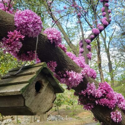 Cercis canadensis (eastern redbud) displaying cauliflory, a rare occurrence in which flowers grow along the sides of mature trunks and branches in the Quarry Shade Garden, Bon Air Park, Arlington, Virginia.