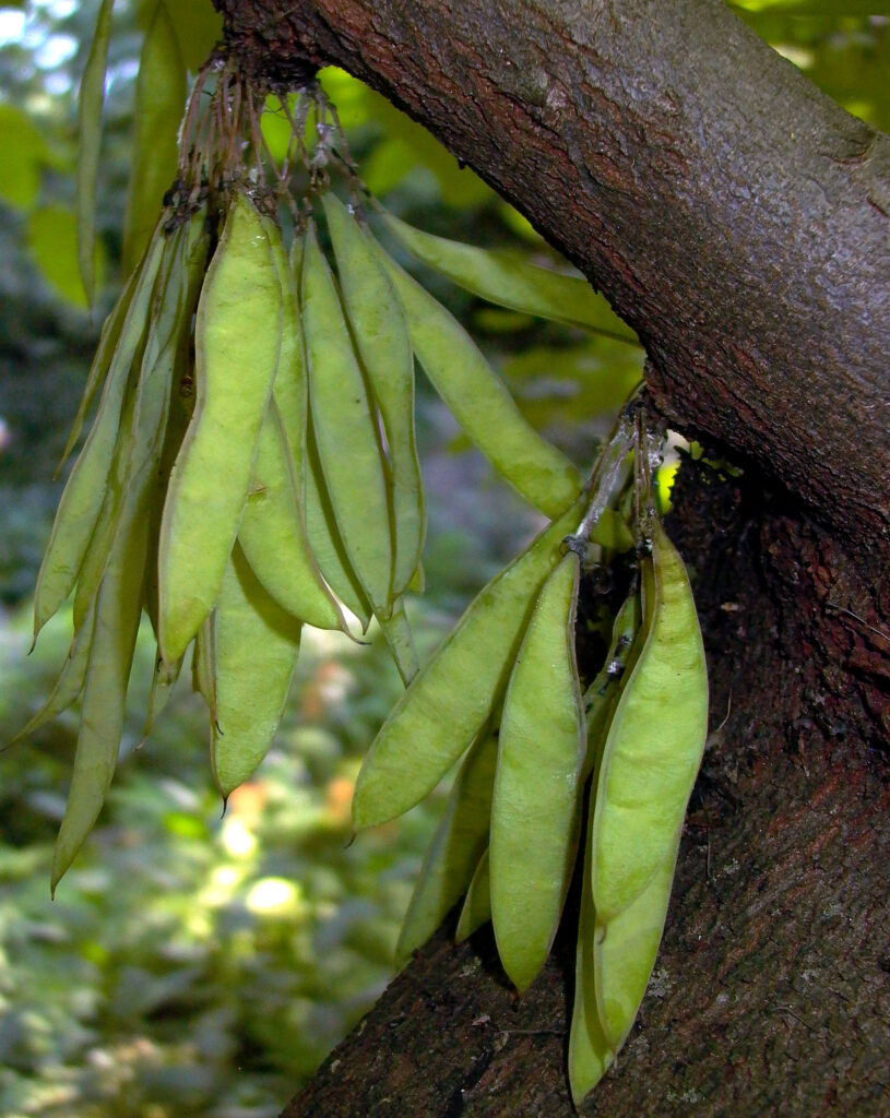 Cercis canadensis (eastern redbud) fruit growing directly on a mature branch. 