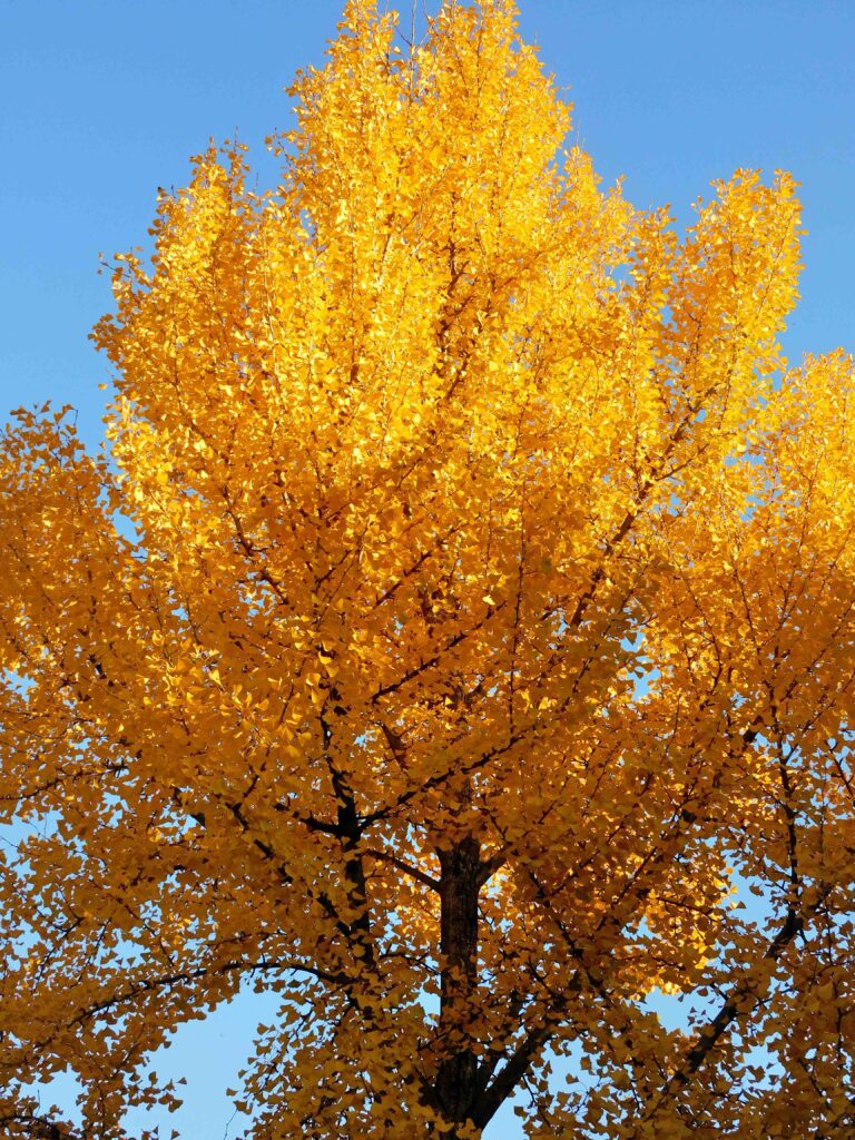 Dioecious Ginkgo biloba (maidenhair tree) makes an excellent street tree–as long as it is male–in urban areas as it tolerates pollution and road salts and is not susceptible to pests or diseases.