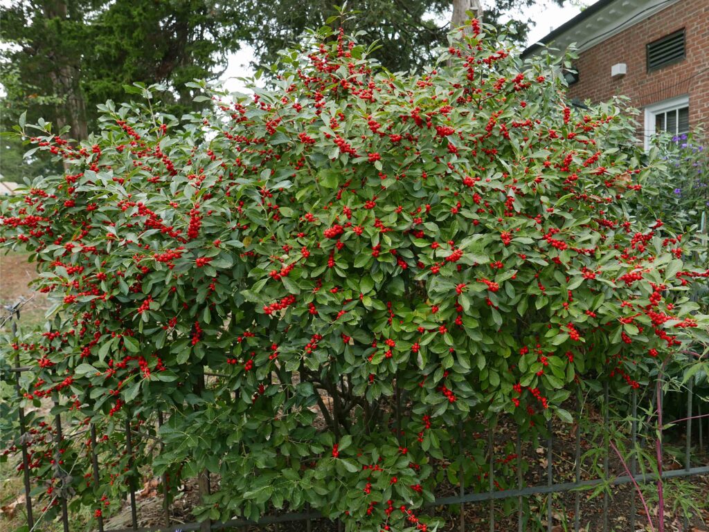 Ilex verticillata 'Red Sprite in October'