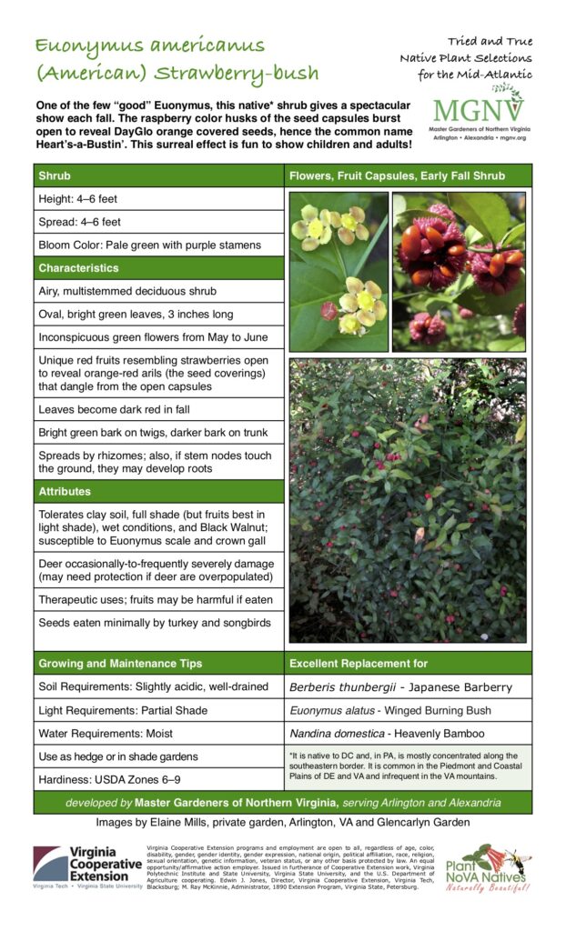 Shrub Flowers, Fruit Capsules, Early Fall Shrub Height: 4–6 feet Spread: 4–6 feet Bloom Color: Pale green with purple stamens Characteristics Airy, multistemmed deciduous shrub Oval, bright green leaves, 3 inches long Inconspicuous green flowers from May to June Unique red fruits resembling strawberries open to reveal orange-red arils (the seed coverings) that dangle from the open capsules Leaves become dark red in fall Bright green bark on twigs, darker bark on trunk Spreads by rhizomes; also, if stem nodes touch the ground, they may develop roots Attributes Tolerates clay soil, full shade (but fruits best in light shade), wet conditions, and Black Walnut; susceptible to Euonymus scale and crown gall Deer occasionally-to-frequently severely damage (may need protection if deer are overpopulated) Therapeutic uses; fruits may be harmful if eaten Seeds eaten minimally by turkey and songbirds Growing and Maintenance Tips Soil Requirements: Slightly acidic, well-drained Light Requirements: Partial Shade Water Requirements: Moist Use as hedge or in shade gardens Excellent Replacement for Berberis thunbergii - Japanese Barberry Euonymus alatus - Winged Burning Bush Nandina domestica - Heavenly Bamboo *It is native to DC and, in PA, is mostly concentrated along the southeastern border. It is common in the Piedmont and Coastal Plains of DE and VA and infrequent in the VA mountains. Hardiness: USDA Zones 6–9 developed by Master Gardeners of Northern Virginia, serving Arlington and Alexandria Images by Elaine Mills, private garden, Arlington, VA and Glencarlyn Garden