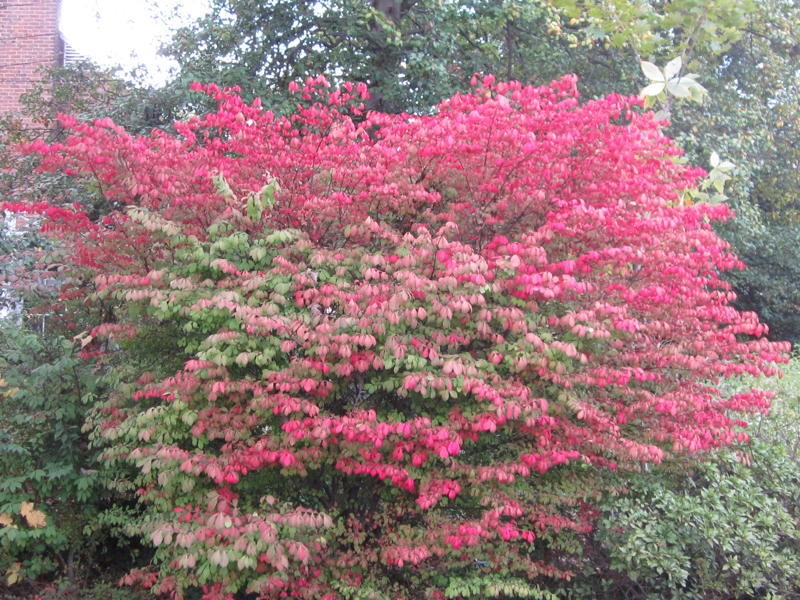 Burning bush with fall follage