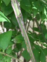Burning Bush stem detail