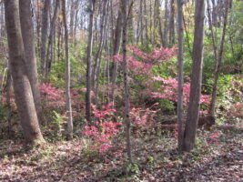 Burning bush in forest understory