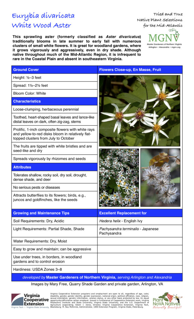 This sprawling aster (formerly classified as Aster divaricatus) traditionally blooms in late summer to early fall with numerous clusters of small white flowers. It is great for woodland gardens, where it grows vigorously and aggressively, even in dry shade. Although native throughout much of the Mid-Atlantic Region, it is infrequent to rare in the Coastal Plain and absent in southeastern Virginia. Ground Cover Flowers Close-up, En Masse, Fruit Height: 1⁄2–3 feet Spread: 11⁄2–21⁄2 feet Bloom Color: White Characteristics Loose-clumping, herbaceous perennial Toothed, heart-shaped basal leaves and lance-like distal leaves on dark, often zig-zag, stems Prolific, 1-inch composite flowers with white rays and yellow-to-red disks bloom in relatively flat- topped clusters from July to October The fruits are tipped with white bristles and are seed-like and dry Spreads vigorously by rhizomes and seeds Attributes Tolerates shallow, rocky soil, dry soil, drought, dense shade, and deer No serious pests or diseases Attracts butterflies to its flowers; birds, e.g., juncos and goldfinches, like the seeds Growing and Maintenance Tips Excellent Replacement for Soil Requirements: Dry, Acidic Hedera helix - English Ivy Light Requirements: Partial Shade, Shade Pachysandra terminalis - Japanese Pachysandra Water Requirements: Dry, Moist Easy to grow and maintain; can be aggressive Use under trees, in borders, in woodland gardens and to control erosion Hardiness: USDA Zones 3–8 developed by Master Gardeners of Northern Virginia, serving Arlington and Alexandria Images by Mary Free, Quarry Shade Garden and private garden, Arlington, VA