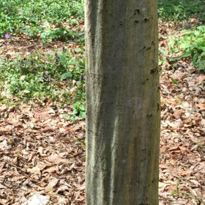 Fluted trunk of Carpinus caroliniana