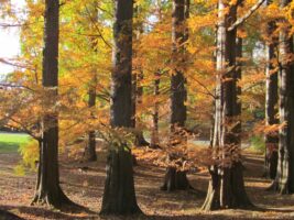 Fluting of native Taxodium distichum (bald cypress, baldcypress)