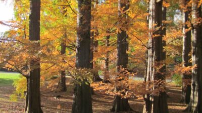 Fluting of native Taxodium distichum (bald cypress, baldcypress)