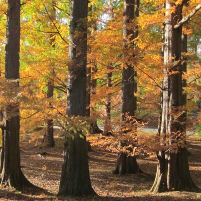 Fluting of native Taxodium distichum (bald cypress, baldcypress)
