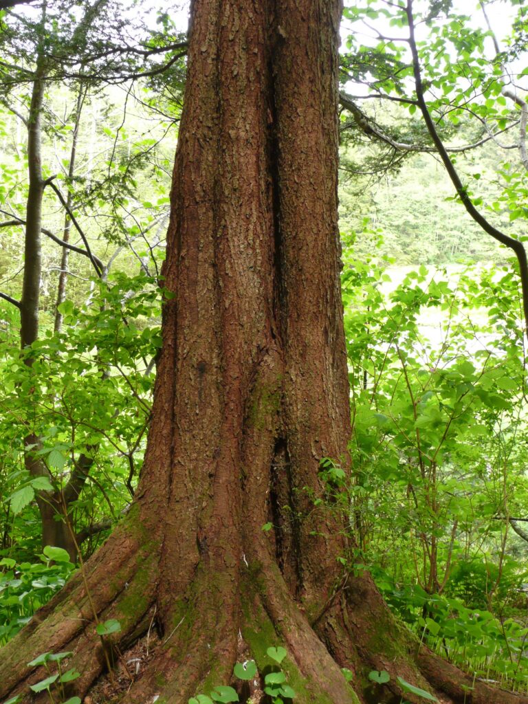 Fluting of Tsuga heterophylla (western hemlock)