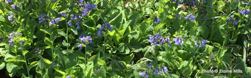 Virginia Bluebells blooming in landscape