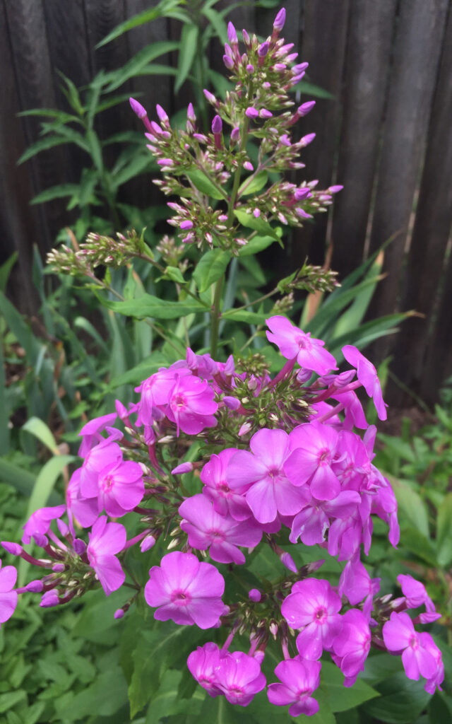 Compound racemes (panicles) of native Phlox paniculata