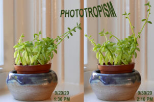 Stems of a potted succulent plant on a sill bending toward the light from the window.