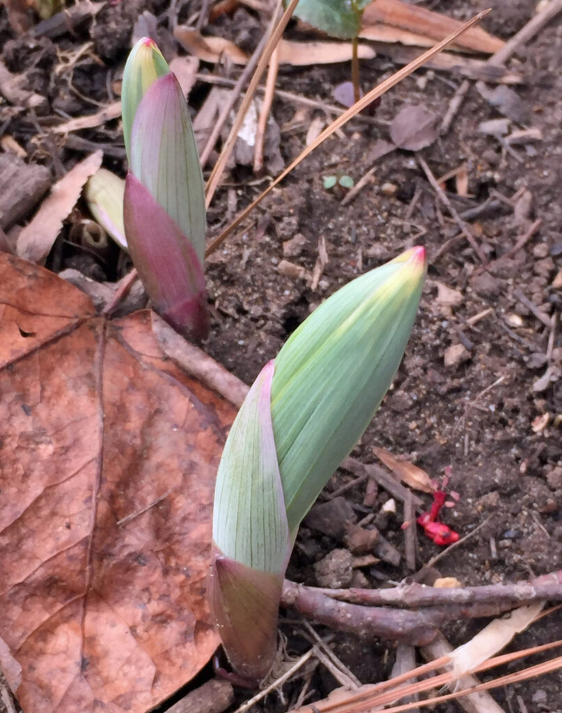 Polygonatum odoratum 'Variegatum' (fragrant Soloman's seal) in April.