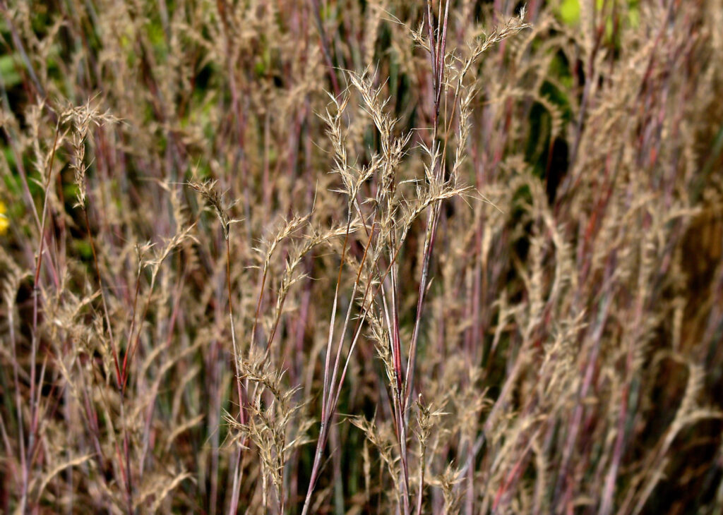 Spicate racemes of Schizachyrium scoparium (Little Bluestem)