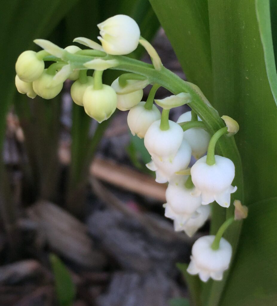 Nodding, scapose (leafless stalk) raceme of Convallaria majalis