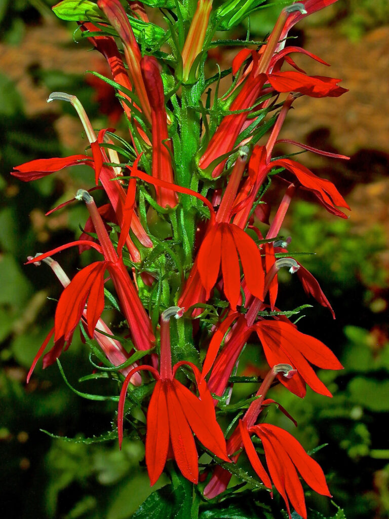 Spike-like raceme of native Lobelia cardinalis