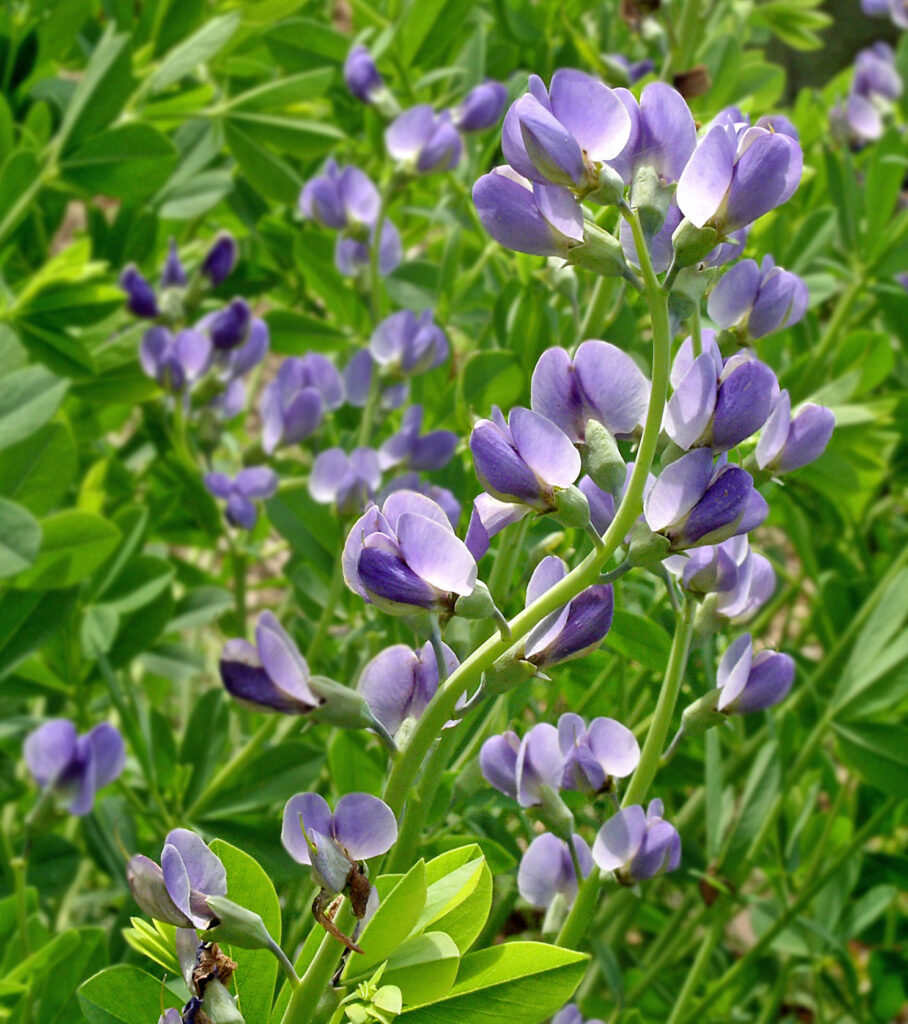 Erect, terminal racemes of native Baptisia australis