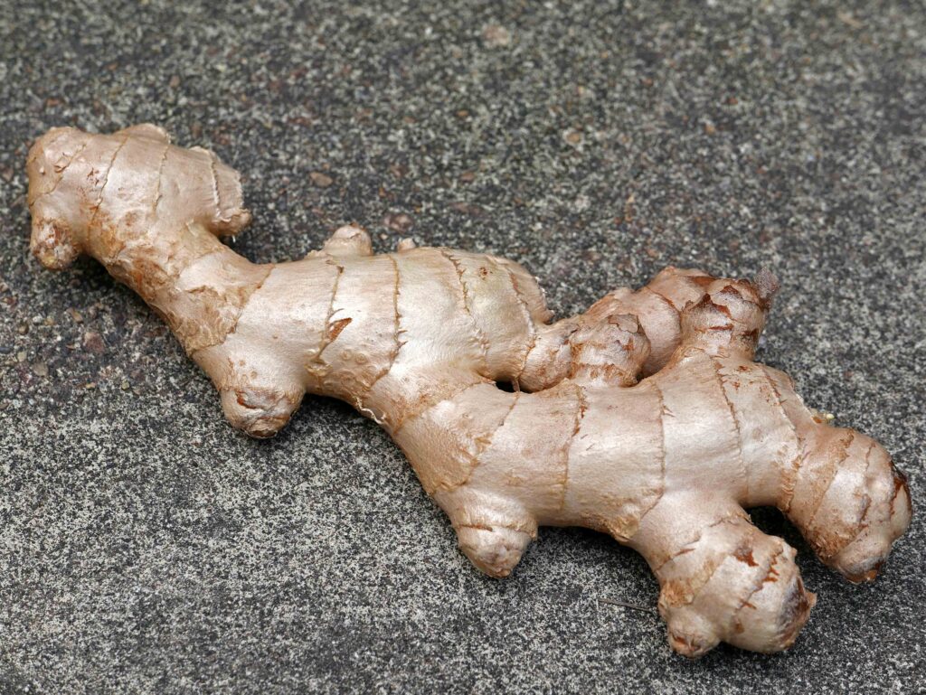 A rhizome of Zingiber officinale
