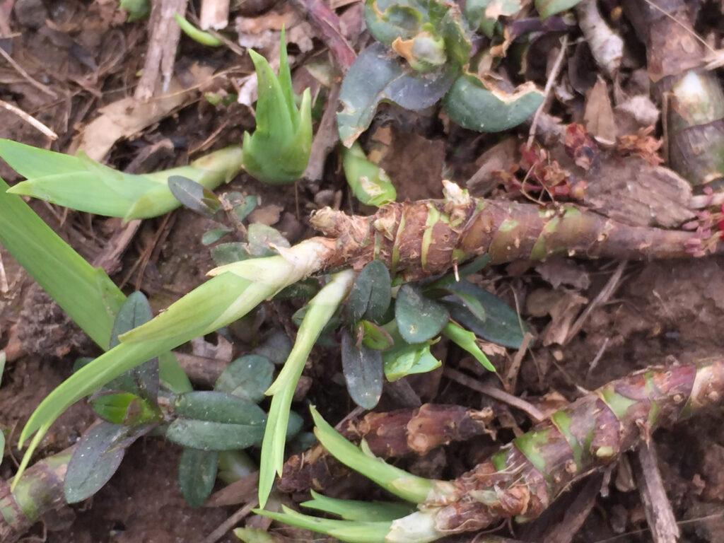 Rhizomes of native Iris_cristata_