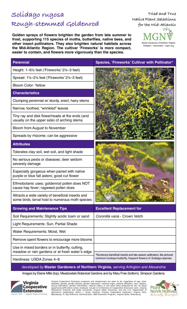 Golden sprays of flowers brighten the garden from late summer to frost, supporting 115 species of moths, butterflies, native bees, and other insect pollinators. They also brighten natural habitats across the Mid-Atlantic Region. The cultivar ‘Fireworks’ is more compact, easier to contain, and flowers more vigorously than the species. Tried and True Native Plant Selections for the Mid-Atlantic   Perennial Species, ‘Fireworks’ Cultivar with Pollinator*   Height: 1–61⁄2 feet (‘Fireworks’ 21⁄2–3 feet)  Spread: 11⁄2–21⁄2 feet (‘Fireworks’ 21⁄2–3 feet)  Bloom Color: Yellow   Characteristics  Clumping perennial w/ sturdy, erect, hairy stems  Narrow, toothed, “wrinkled” leaves  Tiny ray and disk flowerheads at the ends (and usually on the upper side) of arching stems  Bloom from August to November  Spreads by rhizome; can be aggressive    Attributes  Tolerates clay soil, wet soil, and light shade  No serious pests or diseases; deer seldom severely damage  Especially gorgeous when paired with native purple or blue fall asters; good cut flowerE  Ethnobotanic uses; goldenrod pollen does NOT cause hay fever; ragweed pollen does  Attracts a wide variety of beneficial insects and some birds; larval host to numerous moth species Growing and Maintenance Tips Soil Requirements: Slightly acidic loam or sand Light Requirements: Sun, Partial Shade Water Requirements: Moist, Wet Remove spent flowers to encourage more blooms Use in mixed borders or in butterfly, cutting, meadow or rain gardens or at fresh water’s edge Excellent Replacement for Coronilla varia - Crown Vetch   *Numerous beneficial insects and late season pollinators, like pictured common buckeye butterfly, frequent flowers of Solidago species.  Hardiness: USDA Zones 4–8   developed by Master Gardeners of Northern Virginia, serving Arlington and Alexandria          Images by Elaine Mills (top), Meadowlark Botanical Gardens and by Mary Free (bottom), Simpson Gardens