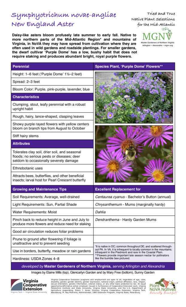 Daisy-like asters bloom profusely late summer to early fall. Native to more northern parts of the Mid-Atlantic Region* and mountains of Virginia, in NoVA they may have spread from cultivation where they are often used in wild gardens and roadside plantings. For smaller gardens, the dwarf cultivar ‘Purple Dome’ has a low, bushy habit that does not require staking and produces abundant bright, royal purple flowers. Perennial Species Plant, ‘Purple Dome’ Flowers** Height: 1–6 feet (‘Purple Dome’ 11⁄2–2 feet) Spread: 2–3 feet Bloom Color: Purple, pink-purple, lavender, blue Characteristics Clumping, stout, leafy perennial with a robust upright habit Rough, hairy, lance-shaped, clasping leaves Showy purple rayed flowers with yellow centers bloom on branch tips from August to October Stiff hairy stems Attributes Tolerates clay soil, drier soil, and seasonal floods; no serious pests or diseases; deer seldom to occasionally severely damage Ethnobotanic uses Attracts bees, butterflies, and other beneficial insects; larval host for Pearl Crescent butterfly Growing and Maintenance Tips Excellent Replacement for Soil Requirements: Average, well-drained Centaurea cyanus - Bachelor’s Button (annual) Light Requirements: Sun, Partial Shade Chrysanthemum - Mums (marginally hardy) Water Requirements: Moist Dahlia Pinch back to reduce height in June and July to produce more flowers and reduce need for staking Dendranthema - Hardy Garden Mums Good air circulation reduces foliar problems Prune to ground after flowering if foliage is unattractive and to prevent seeding *It is native in DC; common throughout DE; and scattered through- out PA. In VA, it is infrequent to locally common in the mountains; infrequent in the Piedmont and rare in the Coastal Plain. **Flowers provide important late season nectar for pollinators like the bumble bee pictured. Use in borders, butterfly, meadow or rain gardens Hardiness: USDA Zones 4–8 developed by Master Gardeners of Northern Virginia, serving Arlington and Alexandria Images by Elaine Mills (top), Glencarlyn Garden and by Mary Free (bottom), Sunny Garden
