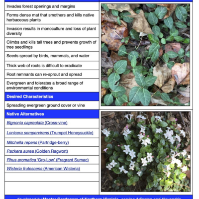 Invasive wintercreeper table