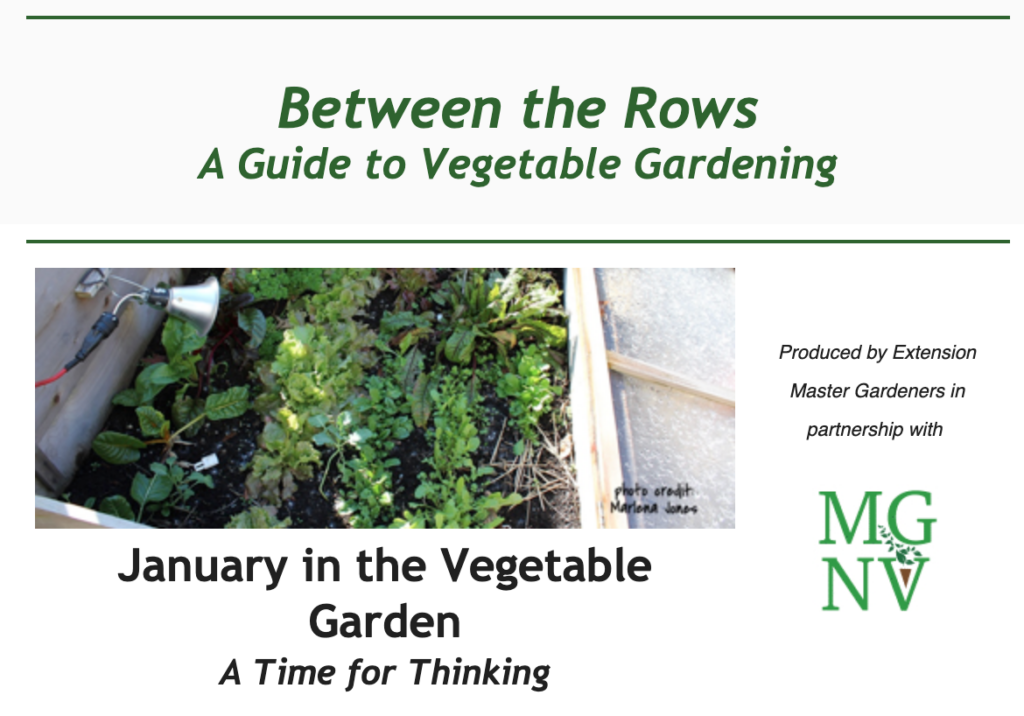 January in the Vegetable Garden - A time for thinking
