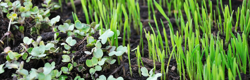 microgreens