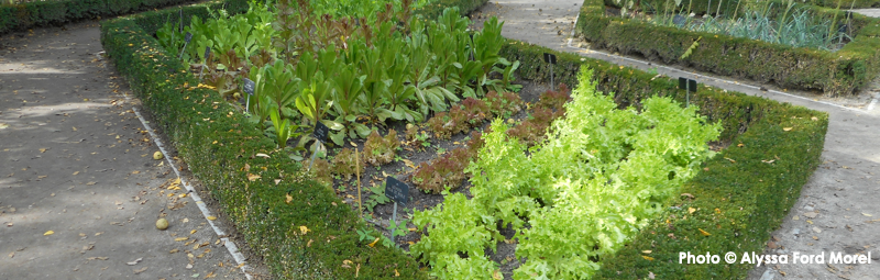 Vegetable plants in formal garden