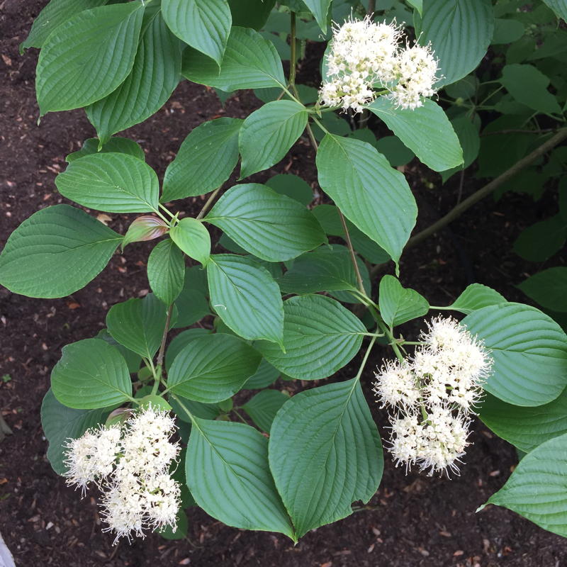 Cornus alternifolia flowers in May