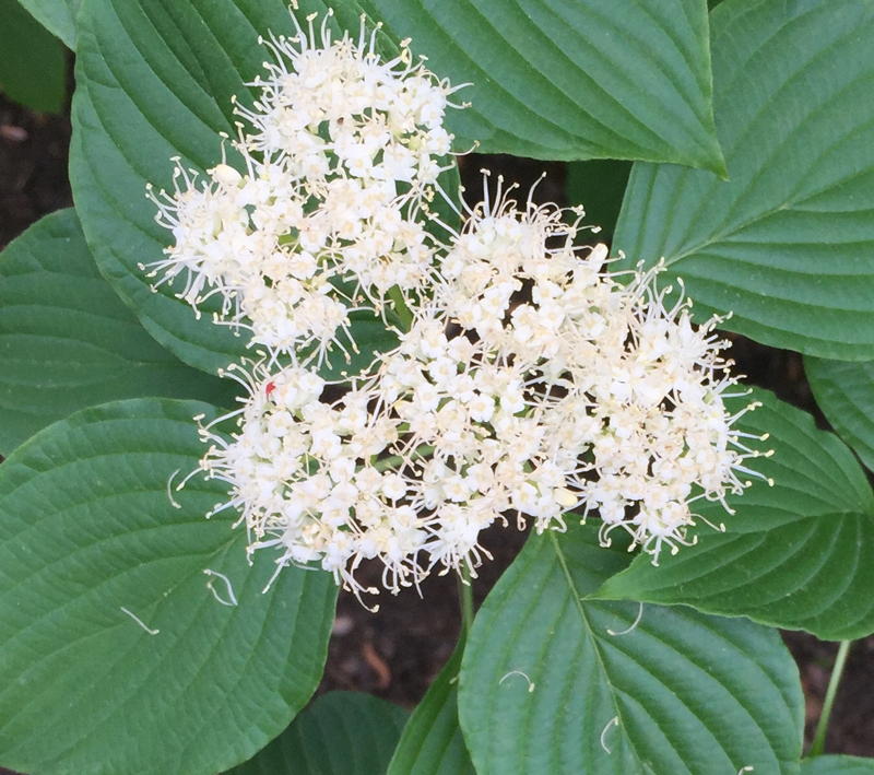 Cornus alternifolia  (Pagoda Dogwood)