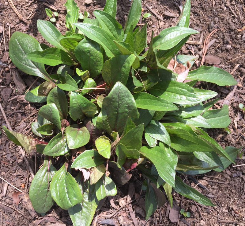 Echinacea purpurea (Purple Coneflower) emerging in April