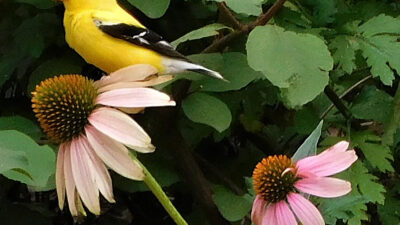 Spinus tristis (American goldfinch) on Echinacea purpurea (Purple Coneflower)