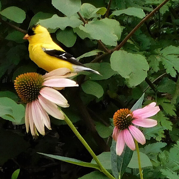 Spinus tristis (American goldfinch) on Echinacea purpurea (Purple Coneflower)
