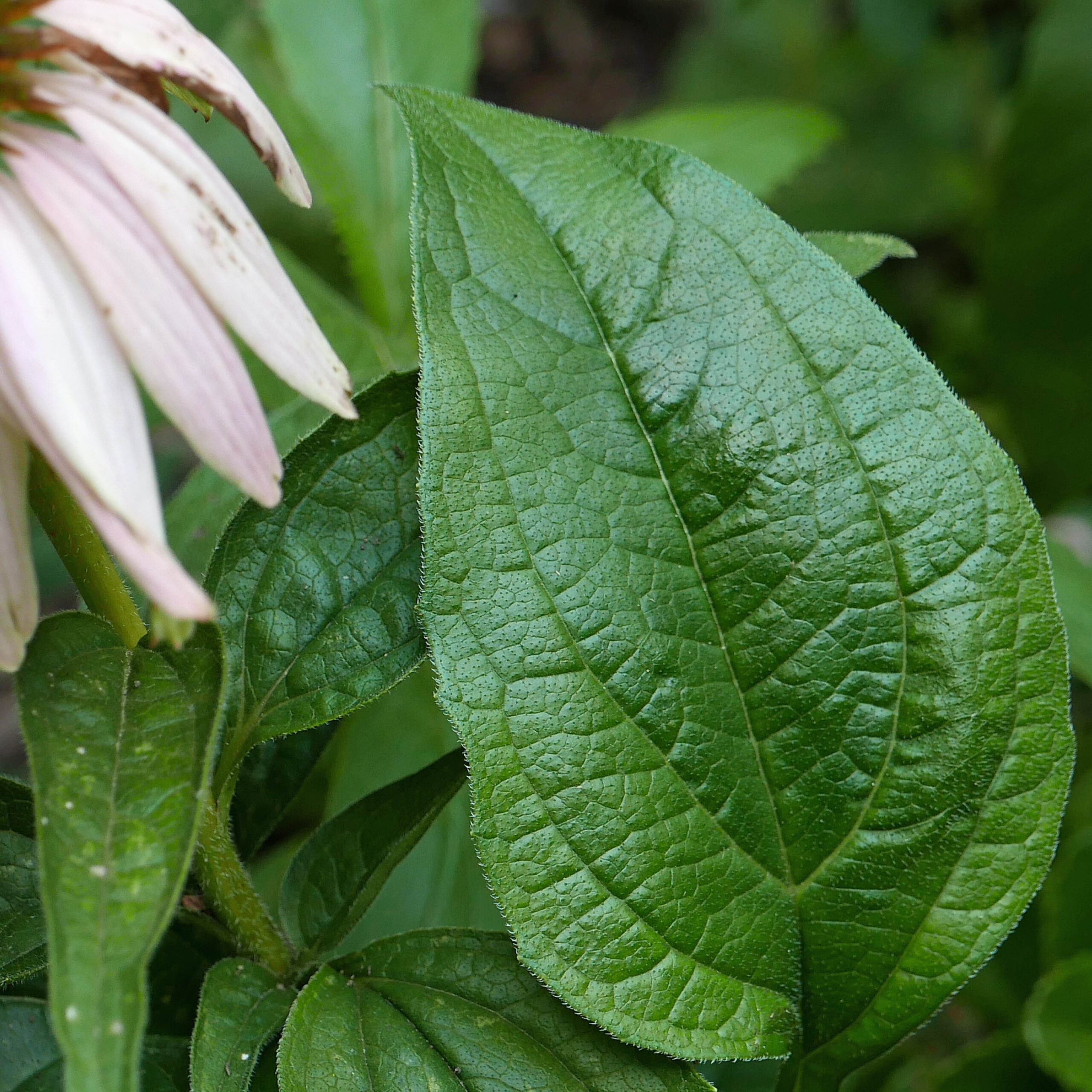 Echinacea purpurea (Purple Coneflower) leaves