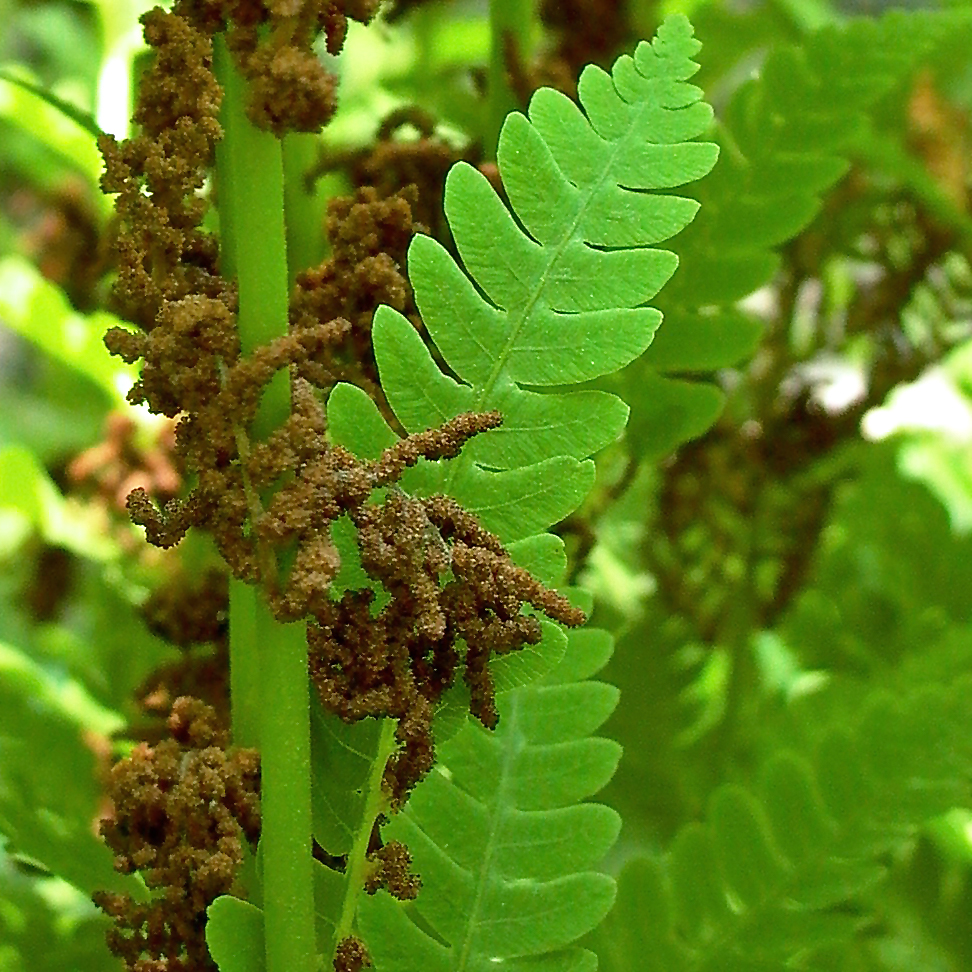 Maturing fertile pinnae in between sterile pinnae of Osmunda claytoniana