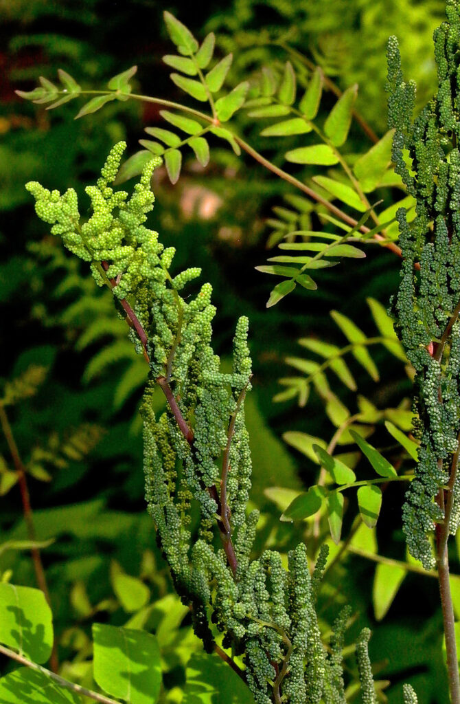 Bead-like, sori-containing capsules sit atop the sterile, egg-shaped leaflets of Osmunda spectabilis