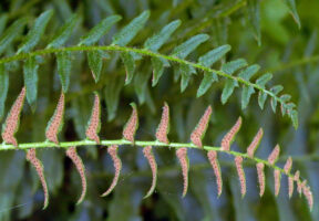 Fertile pinnae of Polystichum acrostichoides