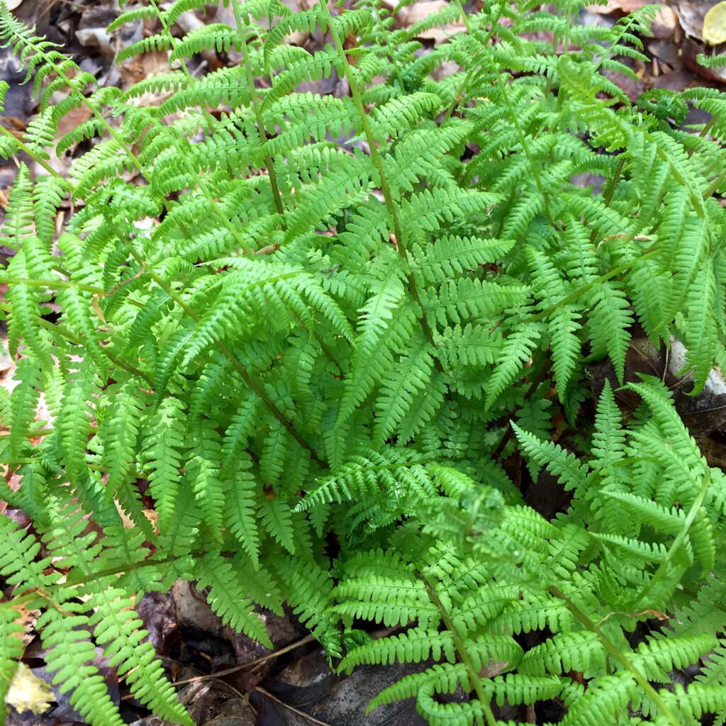 Fronds of monomorphic Athyrium asplenioides